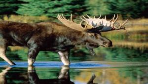 Torna la vita a Chernobyl: animali selvatici ripopolano la zona