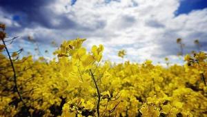 Impianti a biomasse: oli vegetali senza futuro