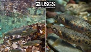 Trote, evoluzione della specie e cambiamenti climatici