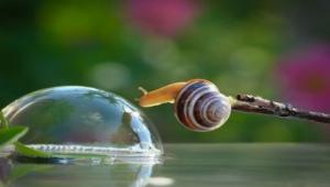 Strategia Ue sulla biodiversità, le iniziative da intraprendere