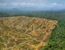 Nell’UE troppi i prodotti provenienti dal disboscamento delle terre
