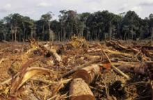 Amazonia, assassinato Eusebio: combatteva la deforestazione