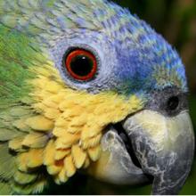 Il Brasile protegge l’Amazzonia dalla deforestazione