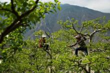 Cina, impollinatori al lavoro al posto delle api
