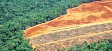 Deforestazione zero, dov'è il trucco?