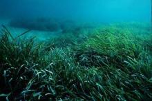 Favignana "blinda" l'area marina protetta, blocchi di cemento di contro la pesca a strascico