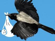 'Gli Indesiderabili', a Roma una mostra dedicata agli animali selvatici