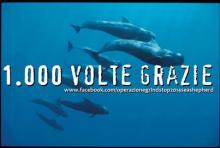 Campagna GrindStop 2014 contro il massacro alle isole Faoer