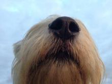 Il veterinario è online, arriva il servizio a portata di click