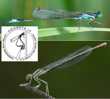 Libellule: Italia al top per numero di specie nel Mediterraneo