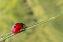 Il biologico