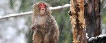 Cnr, fine sperimentazione su 65 macachi. M5S: “Ricollocarli in strutture idonee”