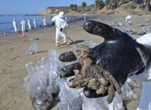 Marea nera in California, disastro peggiore di quanto si pensasse