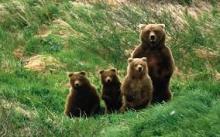 Orso in Abruzzo e pale eoliche