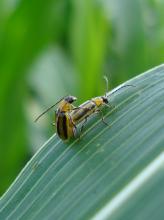 Coleotteri resistono alle tossine ogm 
