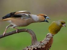 Uccelli selvatici, 171 specie e 34mila esemplari avvistati al 'Big Day' Lipu