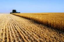 Ecco come l'agricoltura industriale sta facendo ammalare noi e la terra