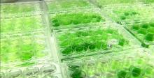 Biocarburanti dalle microalghe