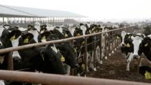 Farmageddon racconta l'orrore degli allevamenti intensivi
