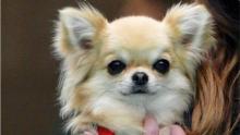 In Francia gli animali domestici sono esseri viventi sensibili