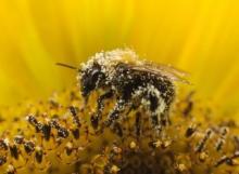 Agricoltura biologica, un “rifugio” per la biodiversità