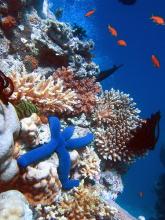Acidificazione degli Oceani, gli animali mutano per sopravvivere