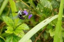 Biodiversità europea a rischio. Il braccio di ferro sulla revisione di due Direttive chiave