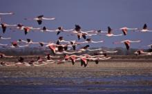 Eurobirdwatch, in 23mila per avvistare milioni di migratori
