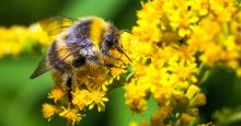 Api e bombi in aumento in GB grazie a programmi agro-ambientali
