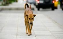 Protocollo ANCI e Associazioni Animaliste contro il randagismo