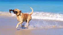 Spiagge per cani 2015: la mappa aggiornata