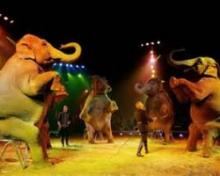 Milano dice no al circo con animali