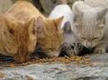Genova – La Corte d’Appello: prendersi cura dei gatti, non è molestia per i vicini