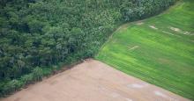 Deforestazione, allarme in Amazzonia: +29% nel 2013