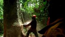 Deforestazione illegale? Europa ‘complice’ di sfruttamento