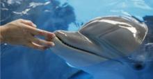 Campagna contro i delfini usati negli spettacoli