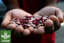 I fagioli resistenti dal riscaldamento globale per salvare la “carne dei poveri”