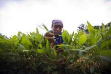 Diminuisce la fame nel mondo, ma 805 milioni di persone sono ancora cronicamente sottoalimentate