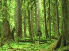 Ambiente: amplificato l'effetto catastrofi naturali per deforestazione