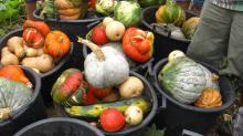 Prodotti agricoli: alla sorgente del prezzo