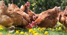 McDonald’s: stop alle galline in gabbia