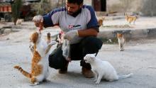 Siria: uomo nutre i gatti randagi della guerra