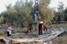Orti, semi e contadini: la Grecia che resiste