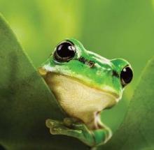 Biodiversità, ONU: i governi mancheranno gli obiettivi 2020