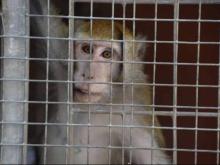 L'Università di Modena libera i macachi