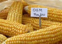 mais ogm mon810
