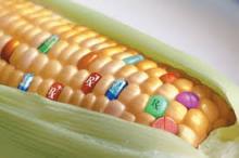 http://www.greenreport.it/news/diritto-e-normativa/se-scompare-lobbligo-di-informazione-sugli-alimenti-ogm/