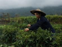 Agricoltura sostenibile: sette principi per un nuovo modello