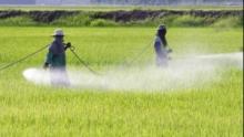 Rapporto: ‘Tossico come un pesticida. Gli effetti sulla salute delle sostanze chimiche in agricoltura’
