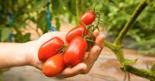 Riforma agricoltura biologica: UE divisa su controlli e pesticidi